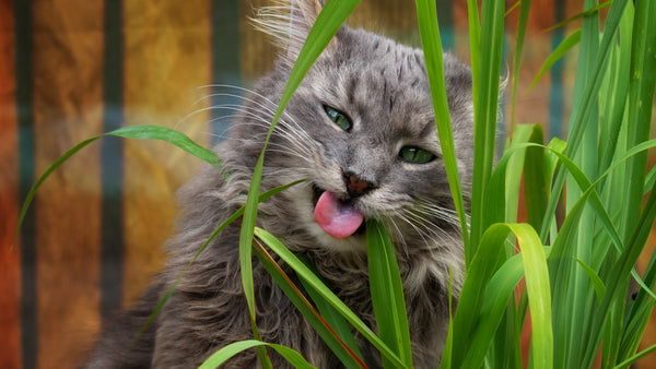 What's Cat Grass? 4 Potential Causes Your Finicky Feline Eats Greens