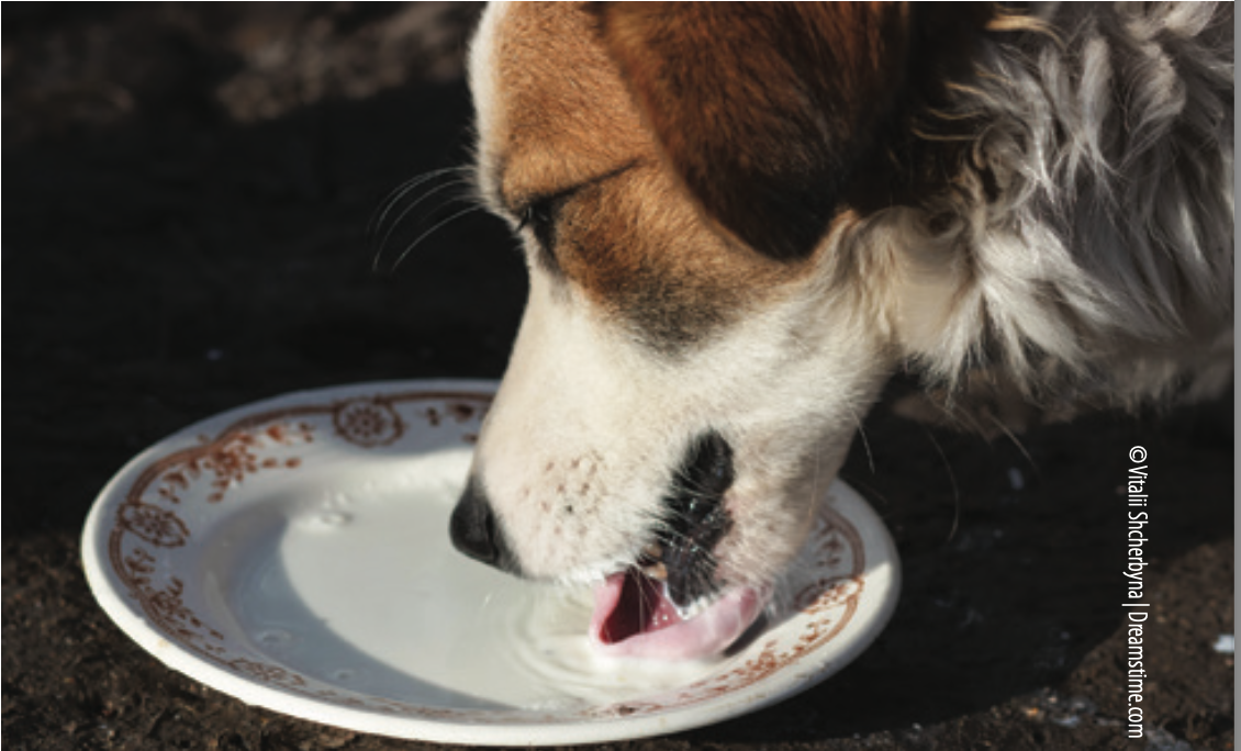 Can Dogs in Malta Drink Milk | Dogs in Malta and Dairy