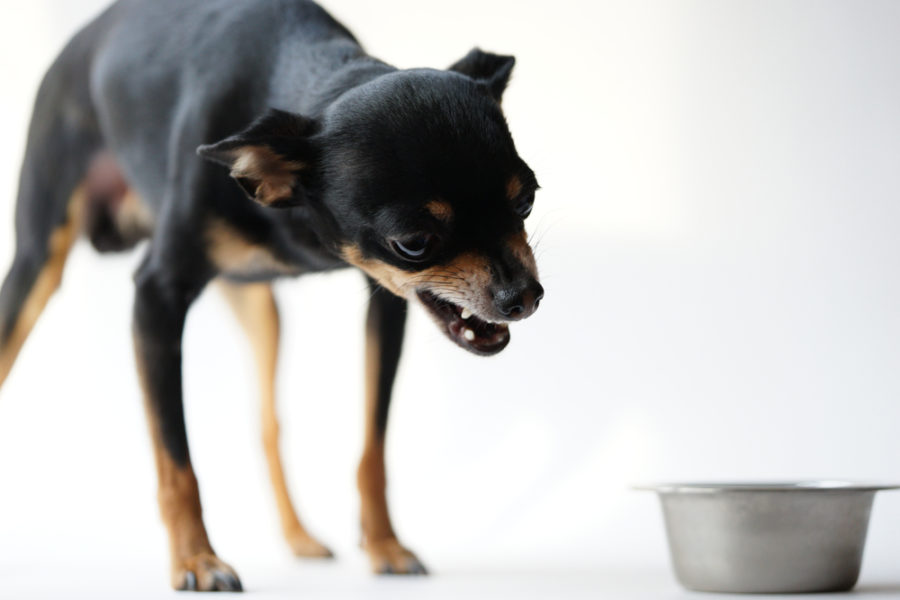 Meals aggression in canines -- and what to do about it