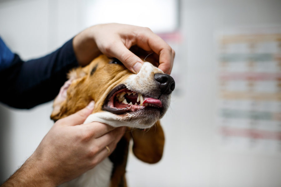When unhealthy breath in canines is greater than a dental drawback