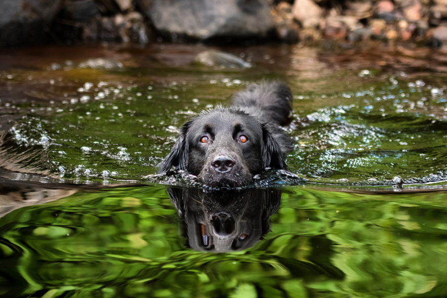 Does your canine love the water?