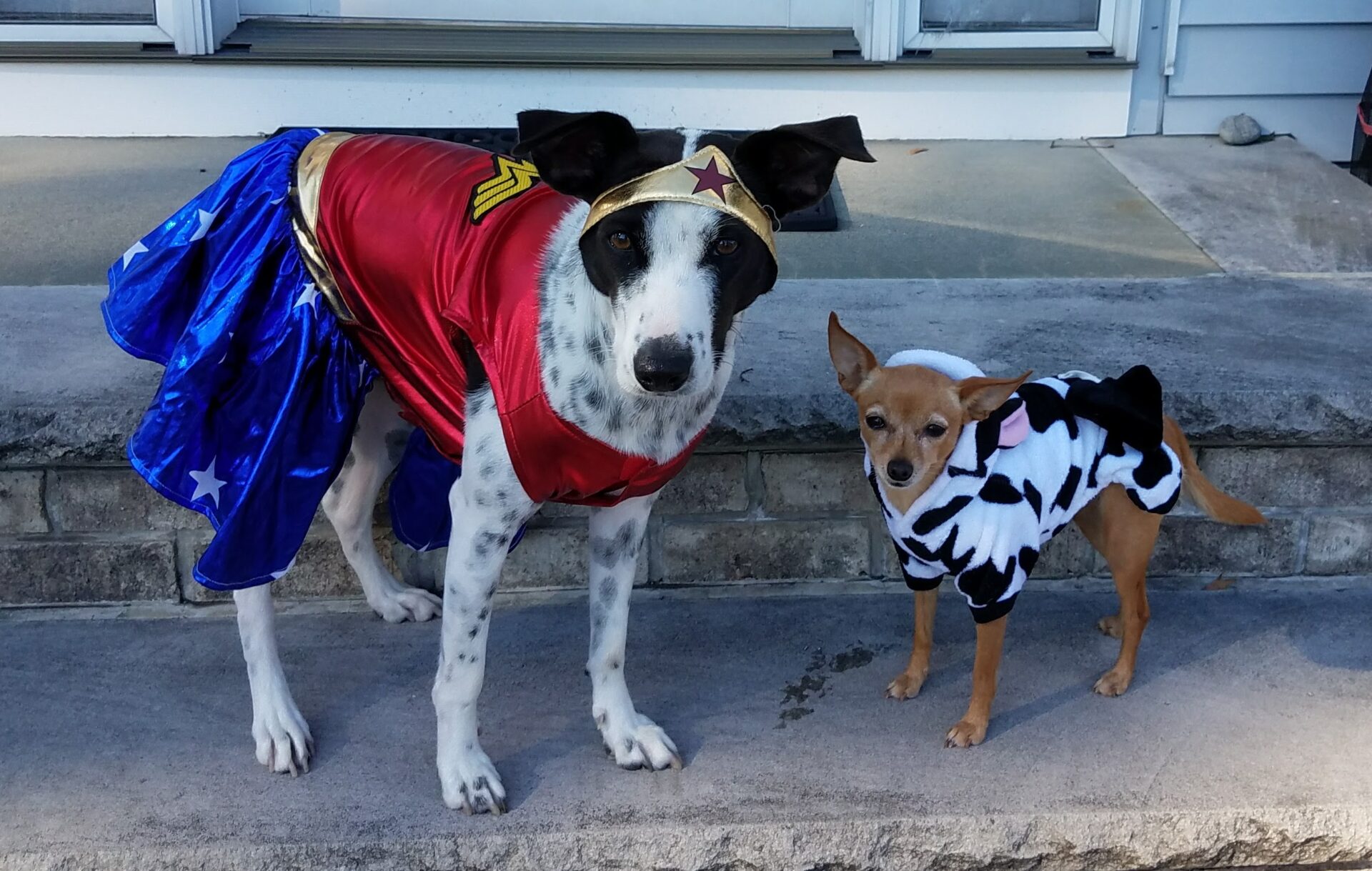 What To Give Dog Trick-Or-Treaters 🐾 Little Dog Tips