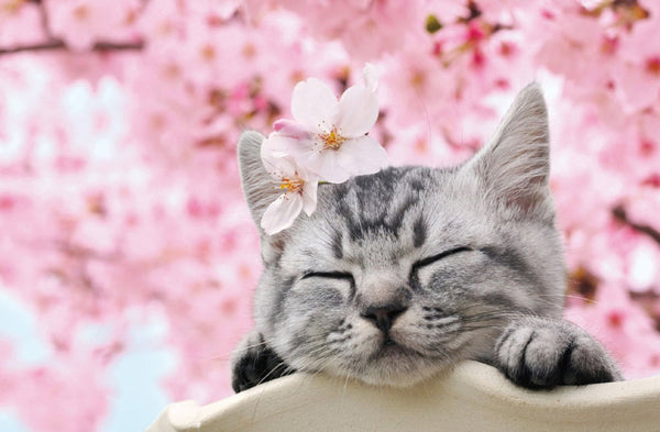 Best 10 Japanese Sakura (Cherry Blossom) Cat Products