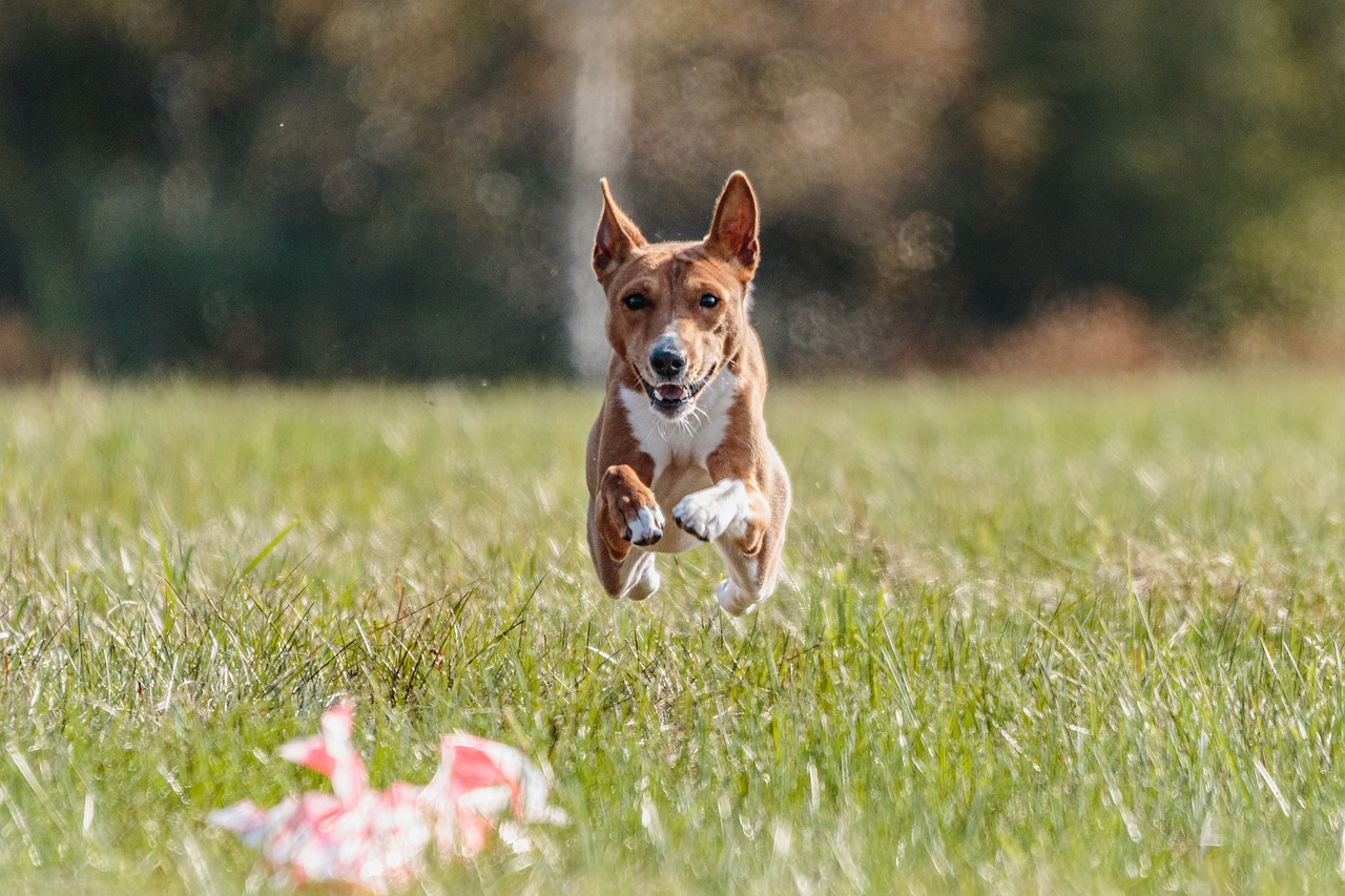 Changes in the dog's rhythm: what impact ?